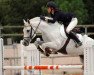stallion Don Juan V (Connemara Pony, 1991, from Abbeyleix Apollo)