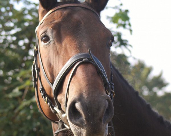 horse Williams Lake (Bavarian, 2007, from Weltmeyer)