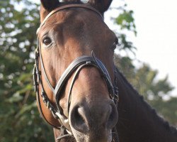 horse Williams Lake (Bavarian, 2007, from Weltmeyer)