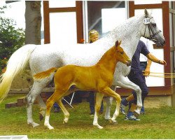 broodmare Hagranja (Oldenburg, 1990, from Grannus)