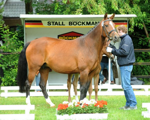 broodmare Amy Surprise (Oldenburg, 2004, from Cordalme Z)