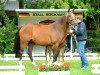 broodmare Amy Surprise (Oldenburg, 2004, from Cordalme Z)