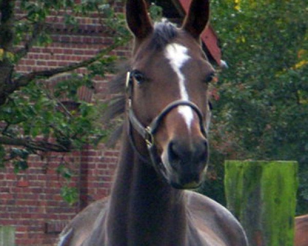 broodmare Perlonga xx (Thoroughbred, 1992, from Dashing Blade xx)