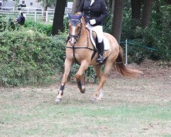 jumper Cool Lemon (German Riding Pony, 2008, from Cool Dancer)