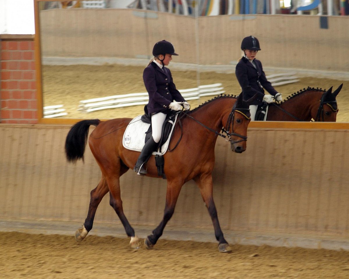 Dressurpferd Calando 71 (Deutsches Sportpferd, 2003, von Cardenio)
