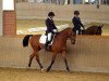 dressage horse Calando 71 (German Sport Horse, 2003, from Cardenio)