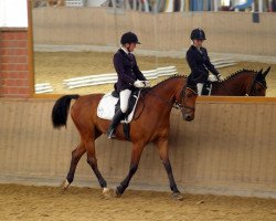 dressage horse Calando 71 (German Sport Horse, 2003, from Cardenio)