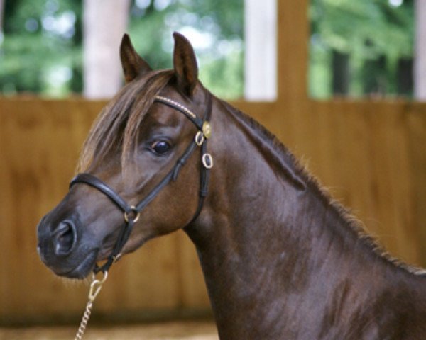 broodmare Kaiserbach's Dream Melodie (Welsh-Pony (Section B), 2010, from Cottrell Pendragon)