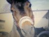 stallion Calypso O (German Riding Pony, 1988, from Carlo)