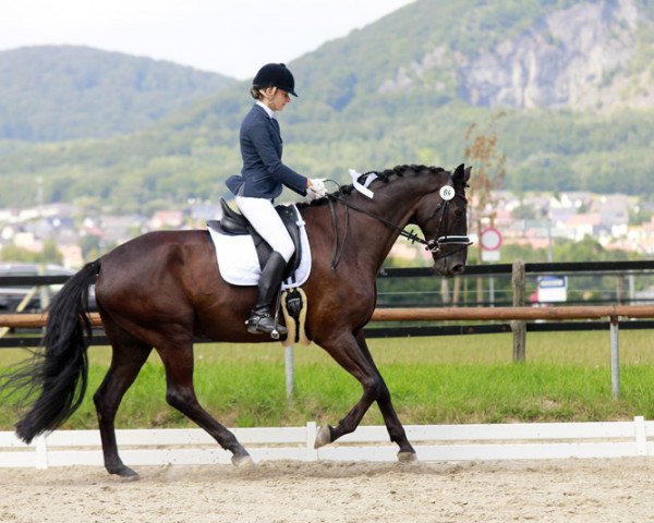 dressage horse Herr der Ringe (Hanoverian, 2007, from Hotline)