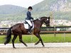 dressage horse Herr der Ringe (Hanoverian, 2007, from Hotline)