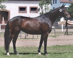 broodmare Herztop (Trakehner, 2001, from Biotop)