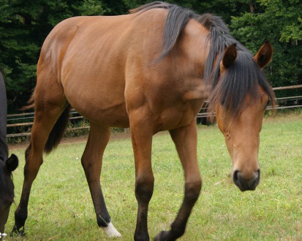 Springpferd Little Miss Pezi (Westfale, 2011, von Lord Pezi)