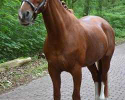 Zuchtstute Tessa van het Kerkepad (KWPN (Niederländisches Warmblut), 2000, von Zuidpool)