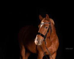 Pferd Bubi (Trakehner, 2006, von Blitz und Donner)