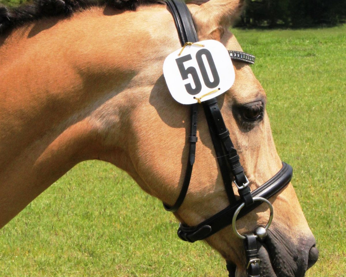 Zuchtstute Nevana (Deutsches Reitpony, 2000, von Notre Beau)