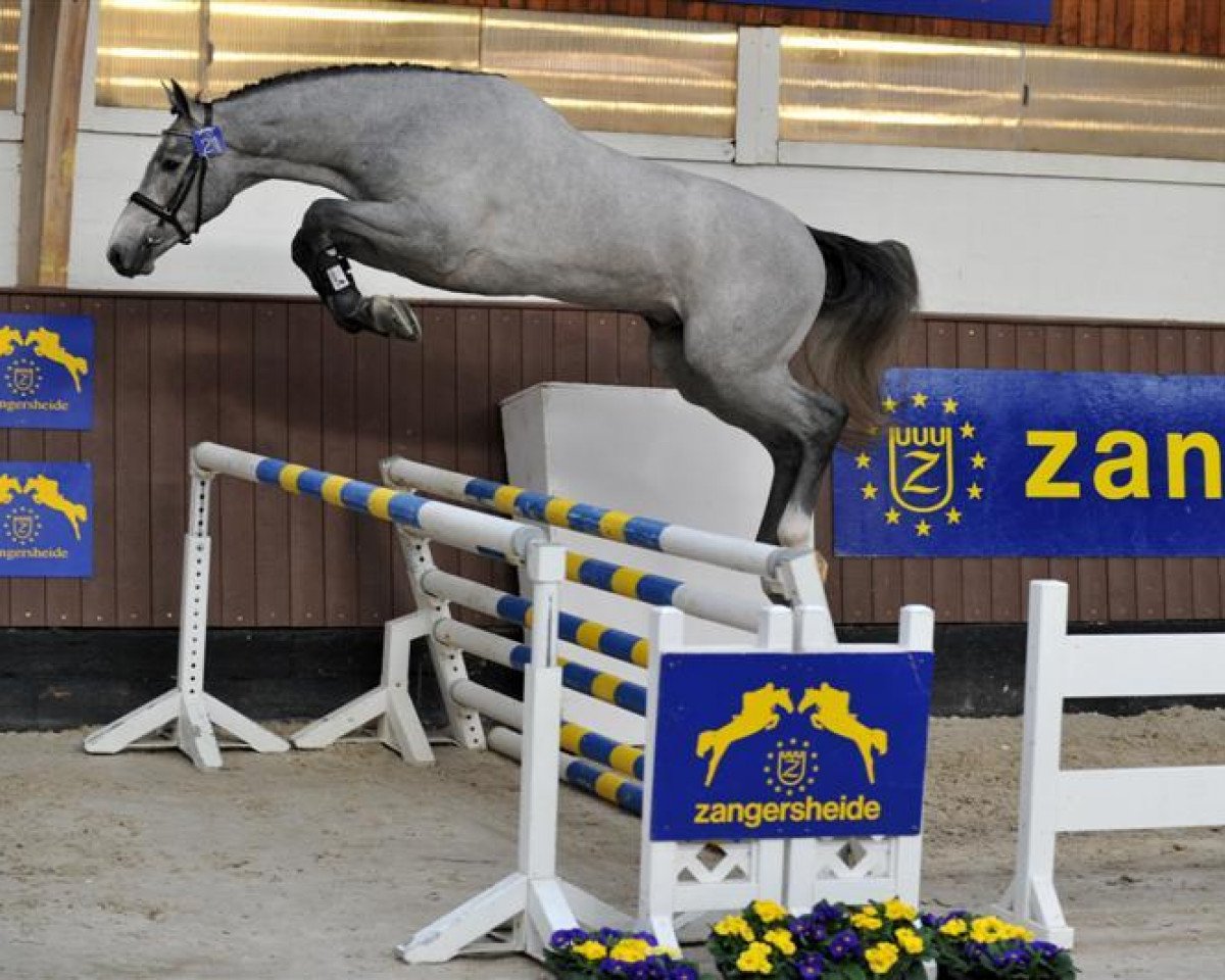 stallion Clarissimo Z (Holsteiner, 2008, from Clarimo Ask)