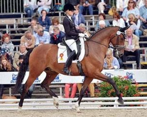 dressage horse Quirino-Rocco (Bavarian, 2008, from Quaterback)