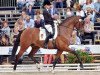 dressage horse Quirino-Rocco (Bavarian, 2008, from Quaterback)