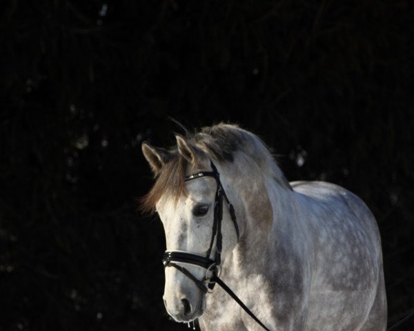 horse Koral 16 (Polish Warmblood, 2011, from Forester - S)