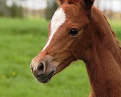 broodmare Tinkabella (German Riding Pony, 2013, from Towerlands Anglezarke)