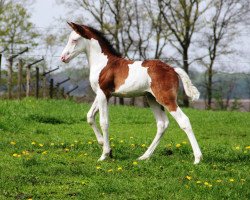 dressage horse Vincent Rock (German Riding Pony, 2012, from Vincent)