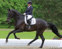 dressage horse High Point 2 (Oldenburg, 2008, from Hotline)