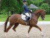 dressage horse Bella Donna 94 (Oldenburg, 2008, from Belissimo NRW)