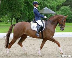 dressage horse Bella Donna 94 (Oldenburg, 2008, from Belissimo NRW)