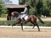 stallion Floratio (Hanoverian, 2008, from Florencio I)