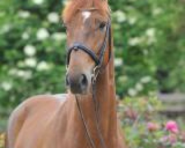 dressage horse Dezent (Hanoverian, 2008, from Duino)