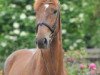 dressage horse Dezent (Hanoverian, 2008, from Duino)