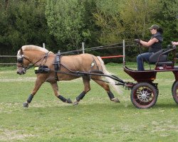 broodmare Sulaika (Haflinger,  , from Steinadler)