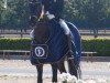 dressage horse Dallas 54 (Hanoverian, 2008, from Dauphin)