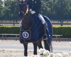 dressage horse Dallas 54 (Hanoverian, 2008, from Dauphin)