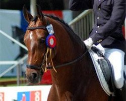 broodmare Una Bailarina (Oldenburg, 2007, from Stedinger)