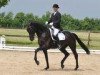 dressage horse Salentino 4 (Oldenburg, 2007, from Sandro Hit)