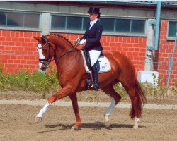 dressage horse Rubin 641 (Hanoverian, 2007, from Royal Blend)