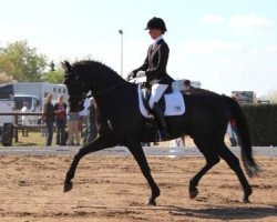 dressage horse Royal Ascot 3 (Hanoverian, 2007, from Royal Highness)