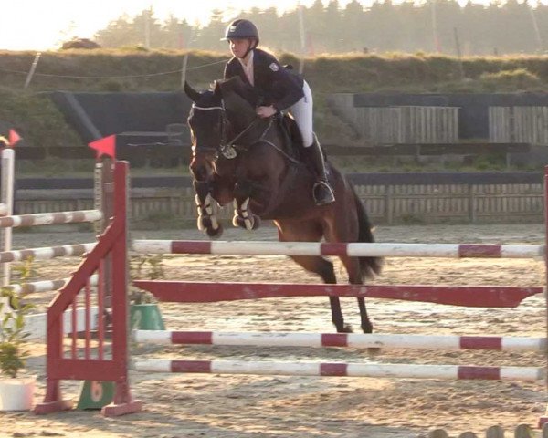 jumper Double Dutch R (Holsteiner, 2010, from Diarado)