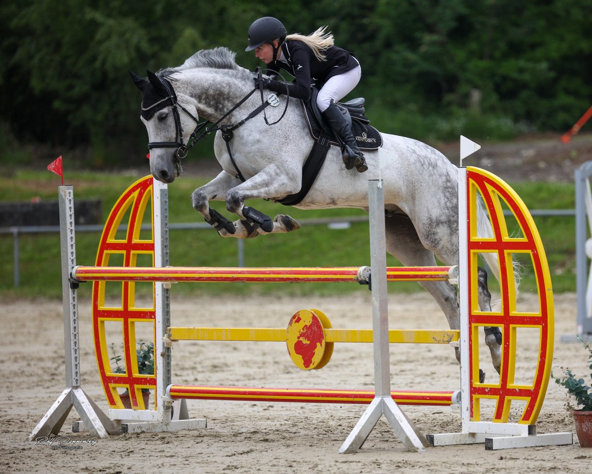 jumper Cheeky Charly 2 (Holsteiner, 2008, from Cartani 4)