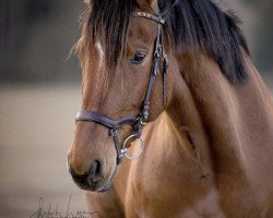 broodmare Lorena Hera (German Sport Horse, 2015, from Lordanos)