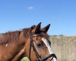 dressage horse Jazz Fleck (Westphalian, 2006, from Jazz Rubin)