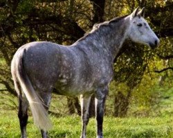 dressage horse Anira (Württemberger, 2003, from Alassio)