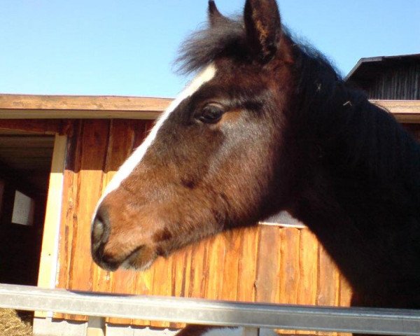 horse Carlo (German Warmblood, 2011)