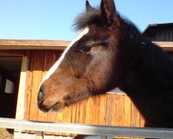 horse Carlo (German Warmblood, 2011)