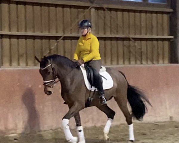dressage horse Florence S 4 (German Sport Horse, 2017, from Sir Heinrich OLD)
