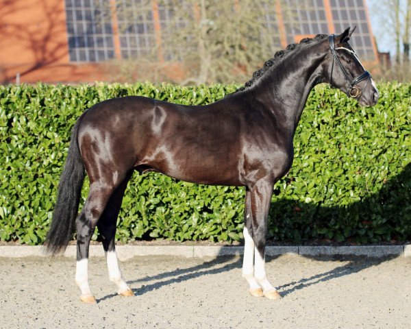 stallion Diamour (Westphalian, 2019, from Diamond Deluxe 3)