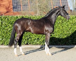 stallion Diamour (Westphalian, 2019, from Diamond Deluxe)