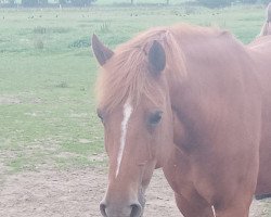 broodmare Merci (German Riding Pony, 2003, from King Bjuti)